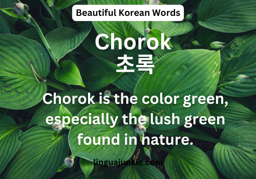 Chorok 초록
