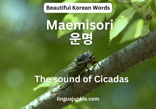 Maemisori  운명