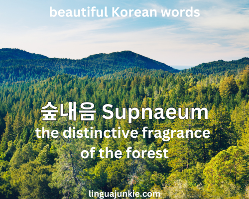 Supnaeum 숲내음